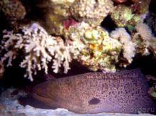 ПОДВОДНЫЕ ГАРПИИ – МУРЕНЫ