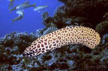 ПОДВОДНЫЕ ГАРПИИ – МУРЕНЫ