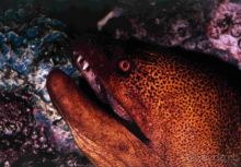 ПОДВОДНЫЕ ГАРПИИ – МУРЕНЫ