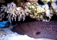 ПОДВОДНЫЕ ГАРПИИ – МУРЕНЫ