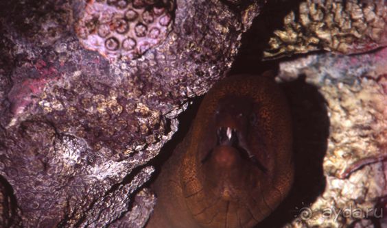 ПОДВОДНЫЕ ГАРПИИ – МУРЕНЫ