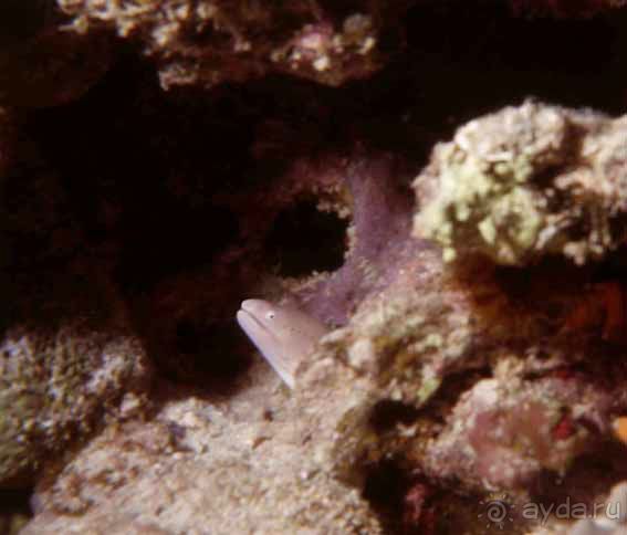 ПОДВОДНЫЕ ГАРПИИ – МУРЕНЫ