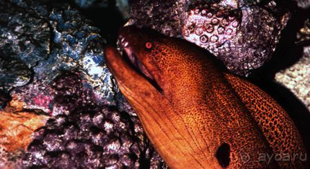 ПОДВОДНЫЕ ГАРПИИ – МУРЕНЫ