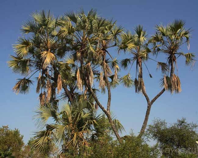 Пальма Дум-дум