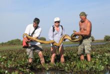 Как я ловил Анаконду!