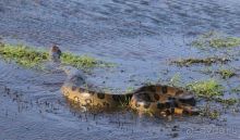 Как я ловил Анаконду!