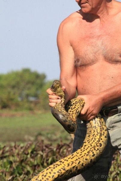 Как я ловил Анаконду!