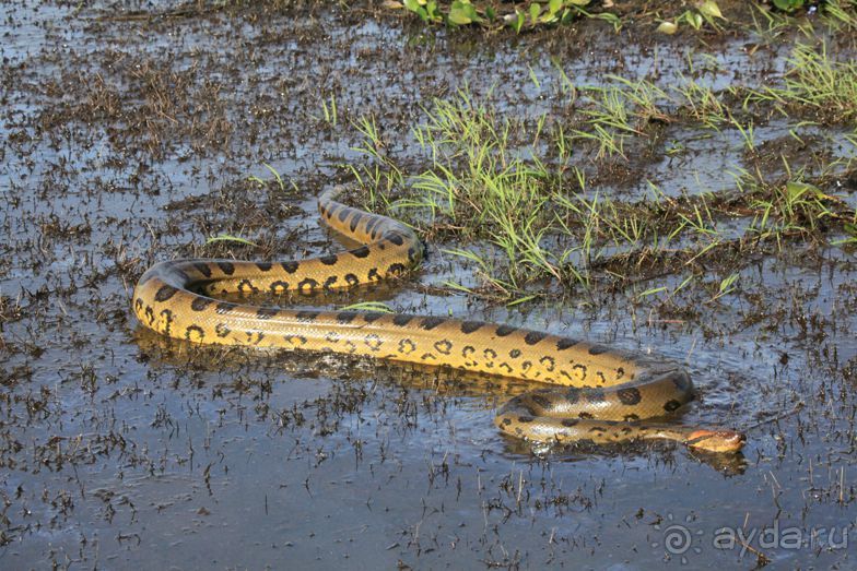 Как я ловил Анаконду!