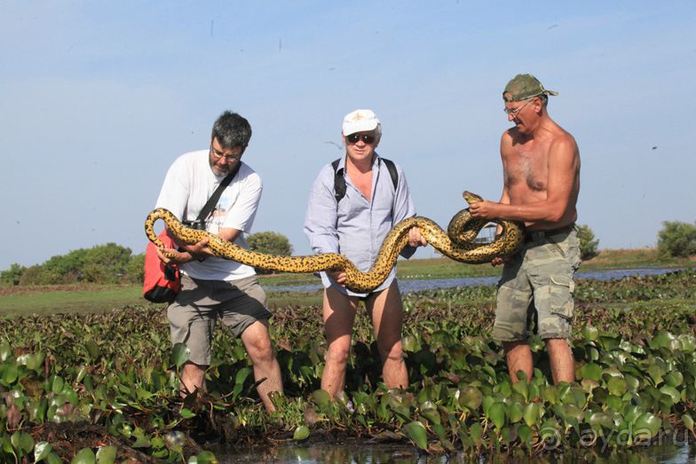 Как я ловил Анаконду!