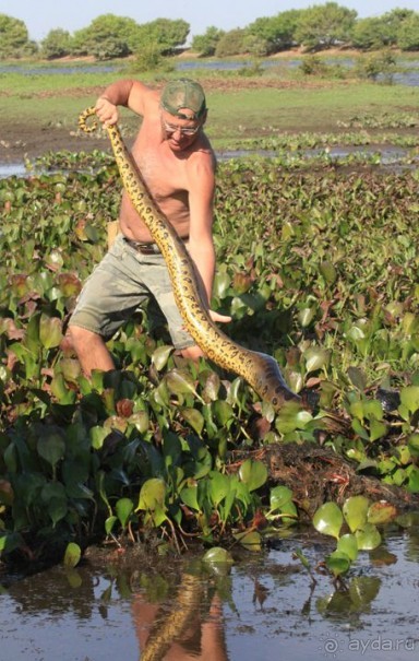 Как я ловил Анаконду!
