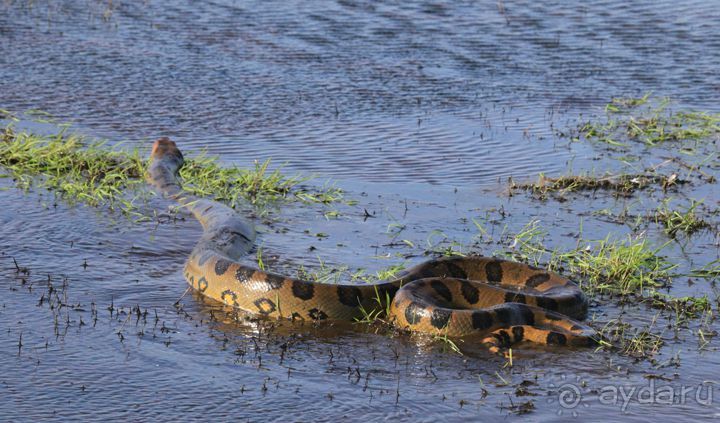 Как я ловил Анаконду!