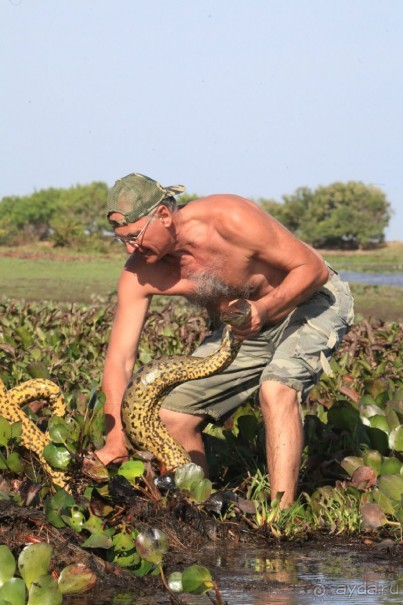 Как я ловил Анаконду!