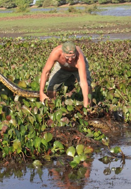 Как я ловил Анаконду!