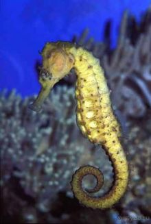 КРАСНОЕ МОРЕ