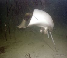 КРАСНОЕ МОРЕ