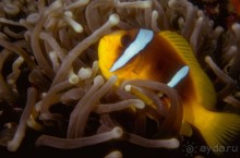 КРАСНОЕ МОРЕ