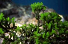 КРАСНОЕ МОРЕ