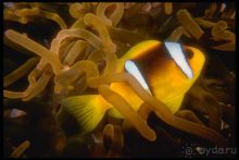 КРАСНОЕ МОРЕ