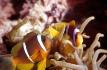 КРАСНОЕ МОРЕ