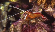 КРАСНОЕ МОРЕ