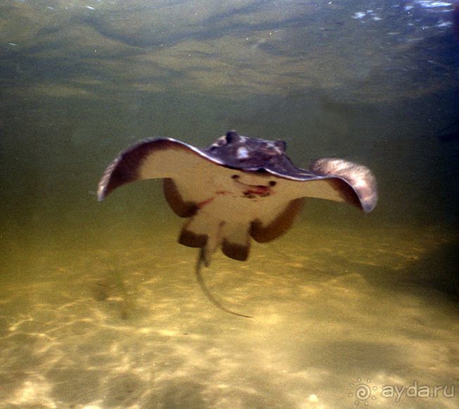 КРАСНОЕ МОРЕ