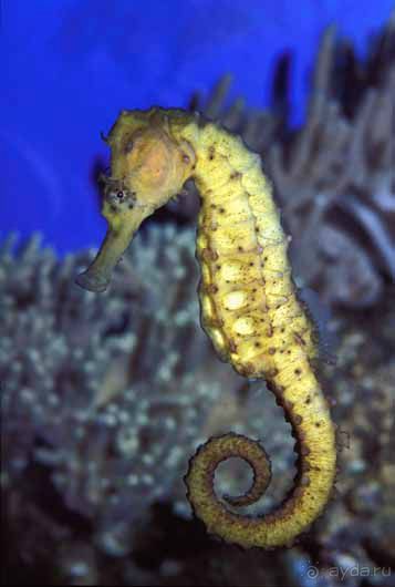 КРАСНОЕ МОРЕ