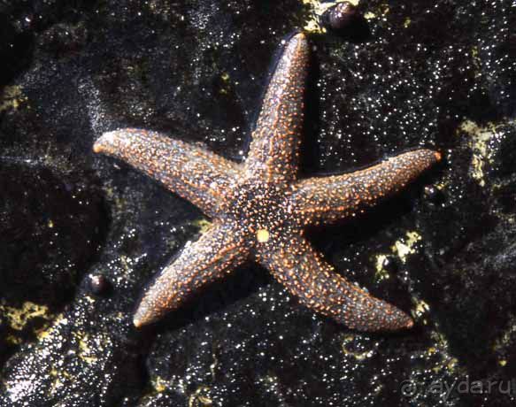 КРАСНОЕ МОРЕ