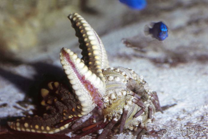 КРАСНОЕ МОРЕ