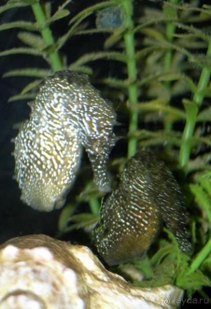 КРАСНОЕ МОРЕ