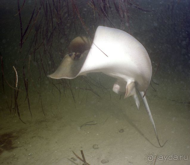 КРАСНОЕ МОРЕ