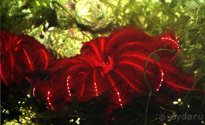 КРАСНОЕ МОРЕ