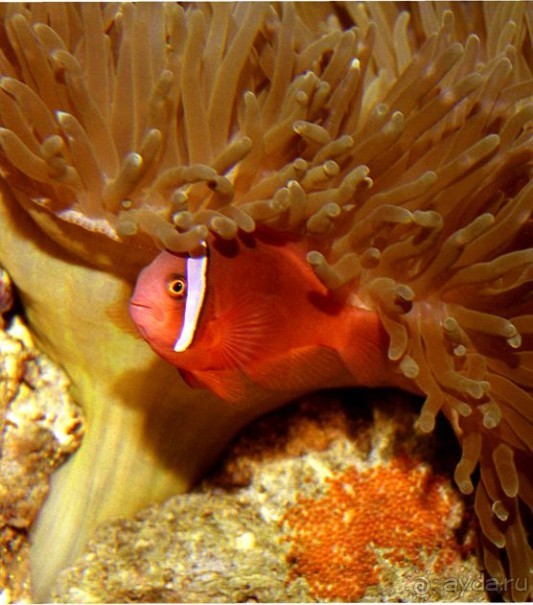 КРАСНОЕ МОРЕ