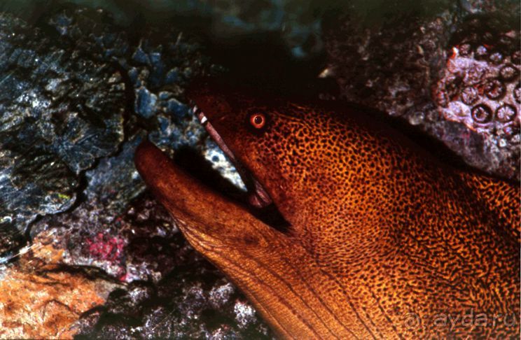 КРАСНОЕ МОРЕ