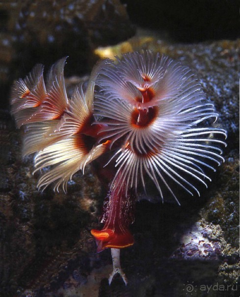 КРАСНОЕ МОРЕ