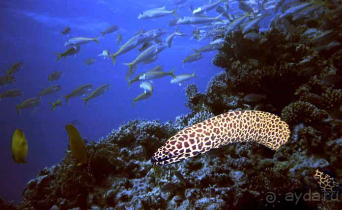 КРАСНОЕ МОРЕ