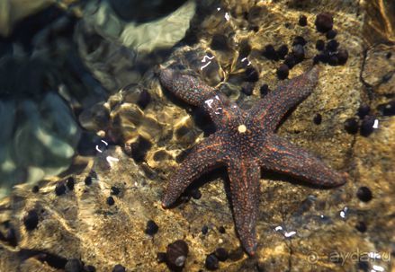 КРАСНОЕ МОРЕ