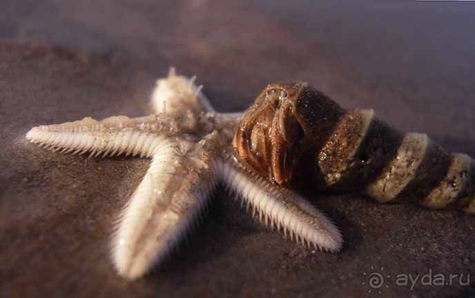 КРАСНОЕ МОРЕ