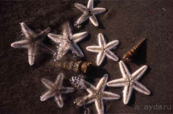 КРАСНОЕ МОРЕ