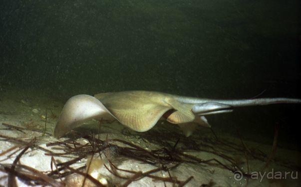 КРАСНОЕ МОРЕ