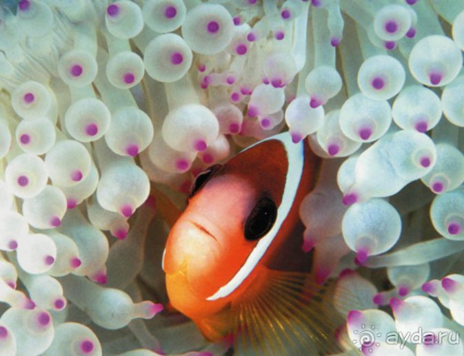 КРАСНОЕ МОРЕ