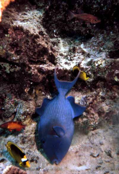 КРАСНОЕ МОРЕ