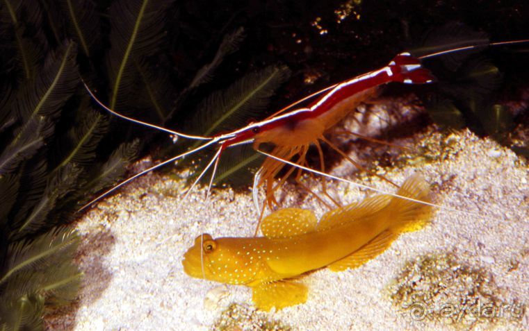 КРАСНОЕ МОРЕ