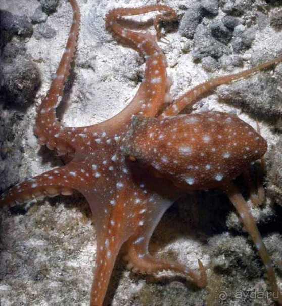 КРАСНОЕ МОРЕ