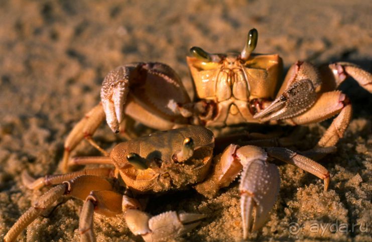 КРАСНОЕ МОРЕ