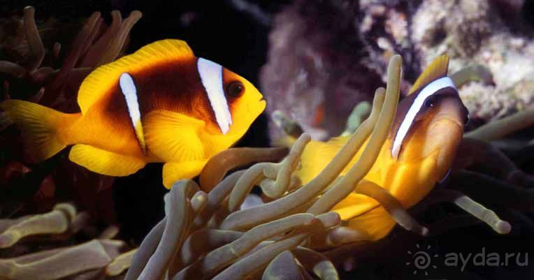 КРАСНОЕ МОРЕ