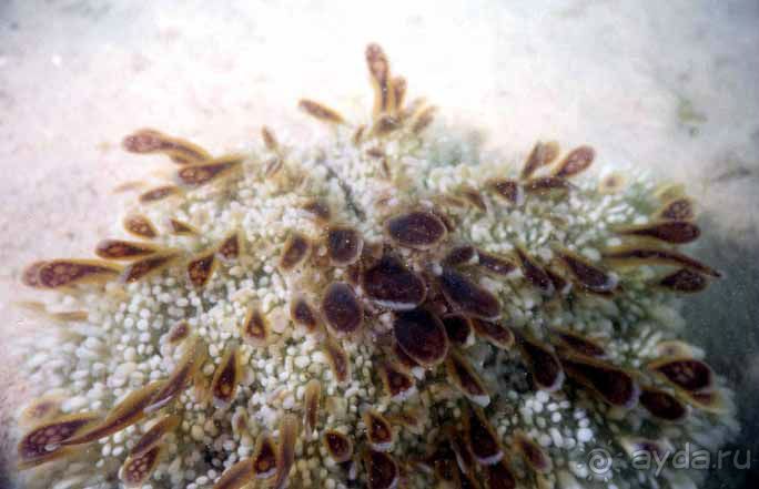 КРАСНОЕ МОРЕ