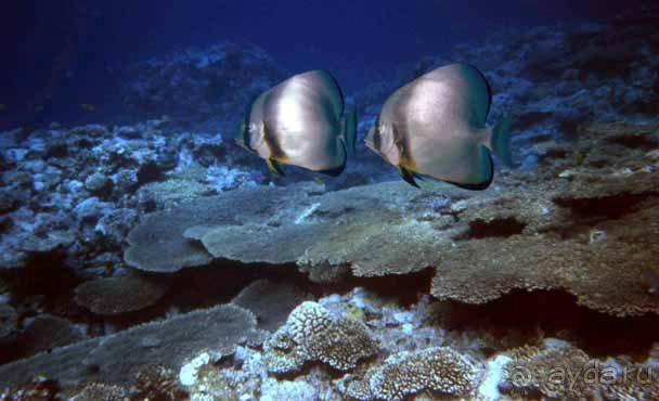 КРАСНОЕ МОРЕ