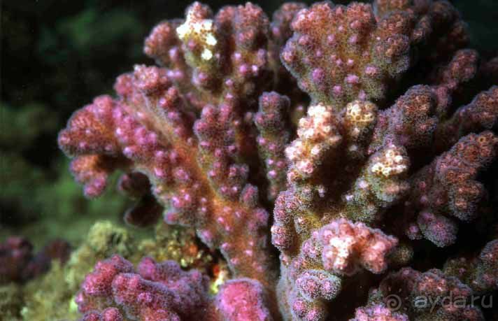 КРАСНОЕ МОРЕ