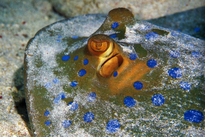 КРАСНОЕ МОРЕ