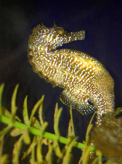 КРАСНОЕ МОРЕ